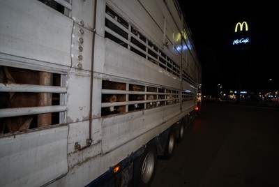 Transport se zvířaty zachycen na benzínce v Srbsku na cestě do Turecka - Nevinné oběti